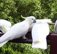 Lorikeet Lane BB - Accommodation Mt Buller