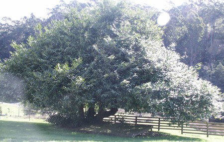 Penguin Valley Farm - Accommodation Mt Buller 3