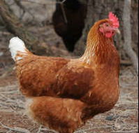 Avonmore Estate Biodynamic Winery - Accommodation Mt buller