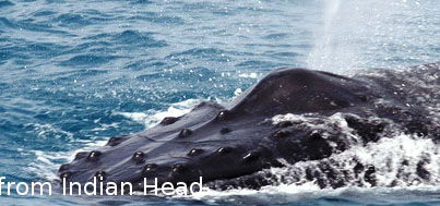 Fraser Island Fishing Units - Accommodation Mt Buller 5