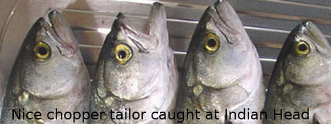 Fraser Island Fishing Units - Accommodation Mt Buller 6