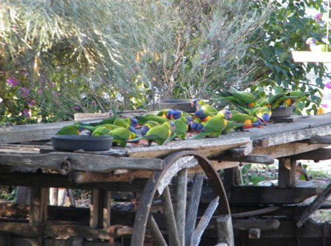 Barambah Bush Caravan Park - Accommodation Mt Buller 5