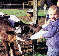 Pemberton Farm Chalets - Accommodation Mt buller