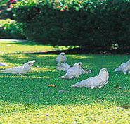 Aurora Kakadu - Accommodation Mt Buller