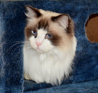 Crufts K9 Lodge amp Cat Hotel - Accommodation Mt Buller