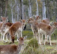 Lake Leake Chalet - Accommodation Mt Buller