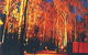 Dwellingup Chalet & Caravan Park - thumb 0