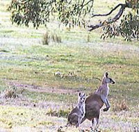 Kangaroo Ridge Retreat - Accommodation Mt Buller