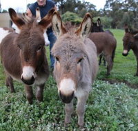 Donkey Tales Farm Cottages - Accommodation Mt Buller