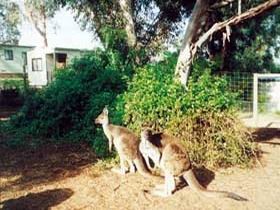Avoca Dell Caravan Park - Accommodation Mt Buller 0