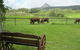 Blackwattle Farm B&B And Farm Stay - thumb 1