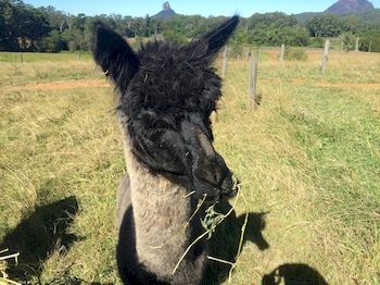 Blackwattle Farm B&B And Farm Stay - Accommodation Mt Buller 4