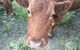 Blackwattle Farm B&B And Farm Stay - thumb 5