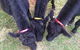 Blackwattle Farm B&B And Farm Stay - thumb 6