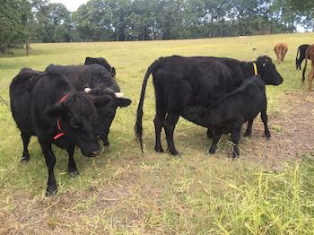 Blackwattle Farm B&B And Farm Stay - Accommodation Mt Buller 8