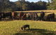 Blackwattle Farm B&B And Farm Stay - thumb 13