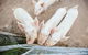 Blackwattle Farm B&B And Farm Stay - thumb 39