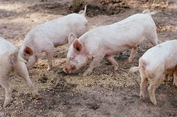 Blackwattle Farm B&B And Farm Stay - Accommodation Mt Buller 40