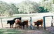 Blackwattle Farm B&B And Farm Stay - thumb 44