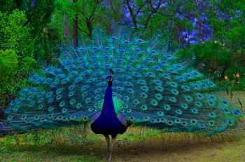 Ferndale - Accommodation Mt Buller 7