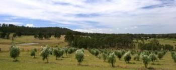 Hunter Homestead - Accommodation Mt Buller 7