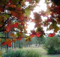 Elfin Hill Country Accommodation - Accommodation Mt Buller