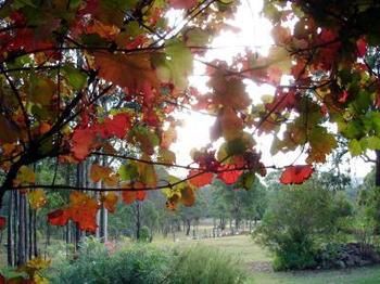 Elfin Hill Country Accommodation - Accommodation Mt Buller 0