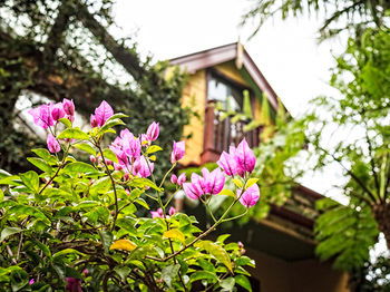 The Regents Park - Accommodation Mt Buller 3