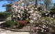 Corner Manor Leura - thumb 2