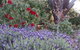 Corner Manor Leura - thumb 4