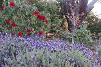 Corner Manor Leura - Accommodation Mt Buller 4