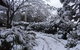 Corner Manor Leura - thumb 23