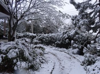 Corner Manor Leura - Accommodation Mt Buller 23
