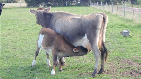 Animal Land - Accommodation Mt Buller 0
