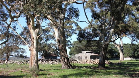 Moranghurk Vineyard & Accommodation - Accommodation Mt Buller 3