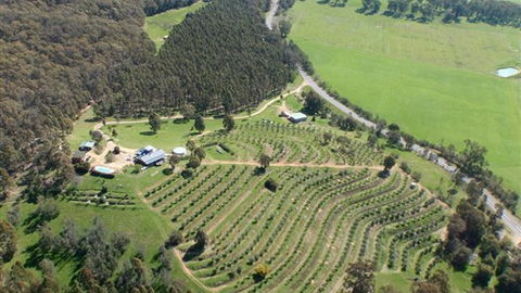 Karoonda Olive Grove Retreat At Mt Buffalo Olives - Accommodation Mt Buller 2