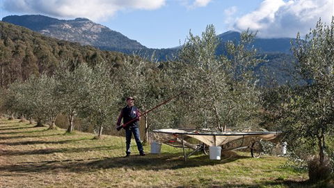 Karoonda Olive Grove Retreat At Mt Buffalo Olives - Accommodation Mt Buller 3