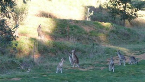 Karoonda Olive Grove Retreat At Mt Buffalo Olives - Accommodation Mt Buller 6