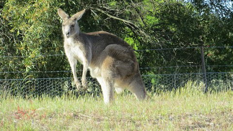 Adelberg - Accommodation Mt Buller 7