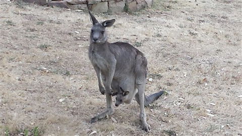 Kookaburra Ridge - Accommodation Mt Buller 5