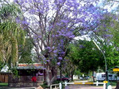 BIG4 Forbes Holiday Park - Accommodation Mt Buller 3
