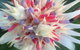 Bromeliad Bed And Breakfast - thumb 11