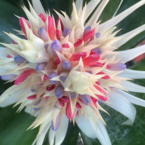 Bromeliad Bed And Breakfast - Accommodation Mt Buller 11