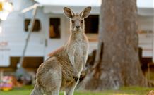 BIG4 Sunshine South West Rocks Holiday Park - South - Accommodation Mt Buller 3