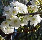Coolah Caravan Park - Accommodation Mt Buller
