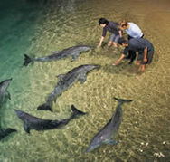 Tangalooma Wild Dolphin Resort - Accommodation Mt Buller