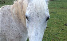 Eaglewood B And B And Farmstay - Accommodation Mt Buller 0