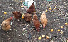 Eaglewood B And B And Farmstay - Accommodation Mt Buller 2