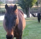 Reynella Kosciusko Rides Accommodation - Accommodation Mt buller