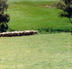 Gooromon Park Cottages - Accommodation Mt Buller